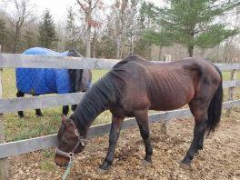 Morgan Horse